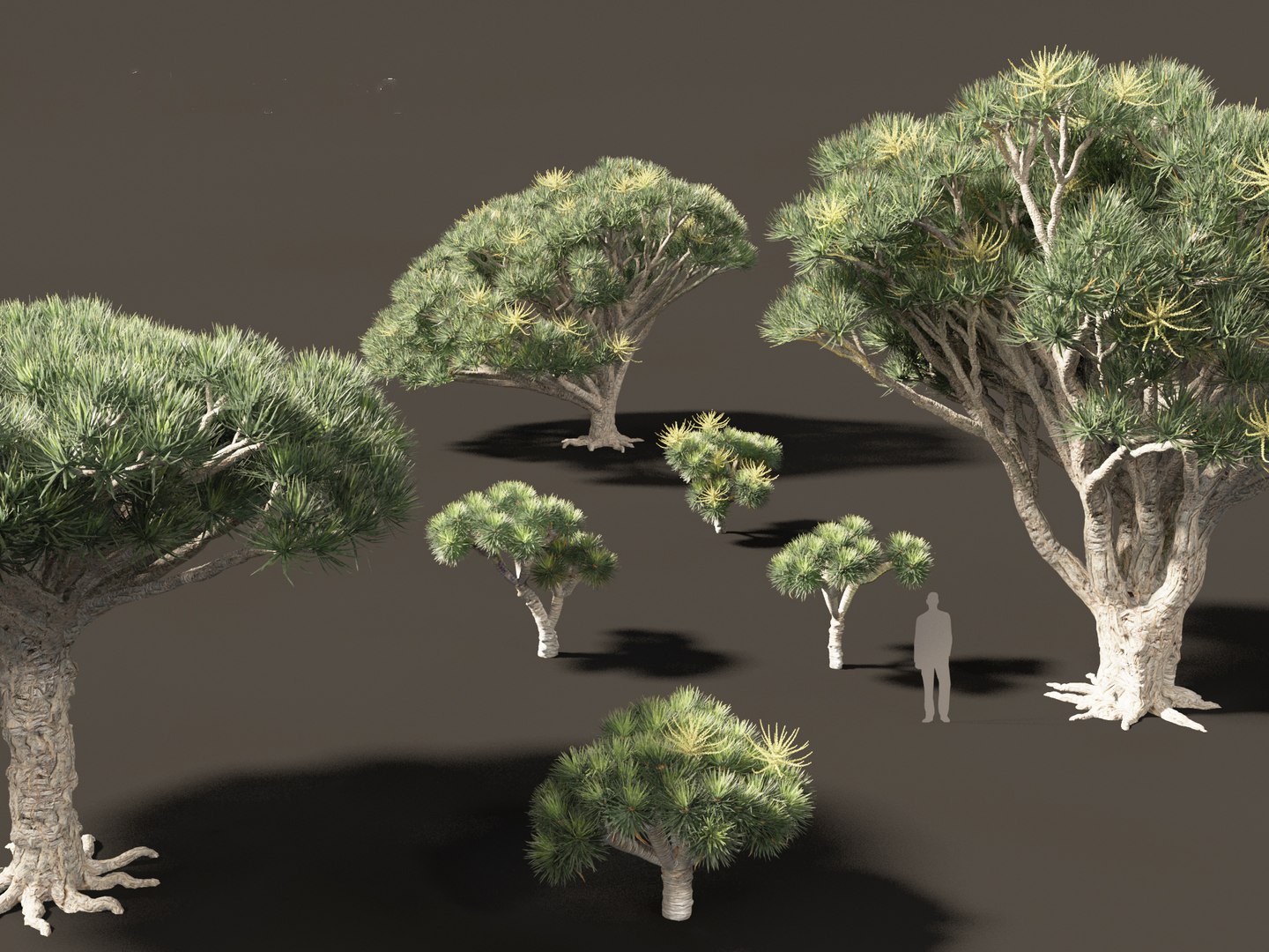 3D Dracaena draco - Dragon tree https://p.turbosquid.com/ts-thumb/Vi/FSYza3/0e/dracaenadraco01_0111/jpg/1694270657/1920x1080/fit_q87/b6ec6ae4d0678eace285899f3f45fb54a8c416a2/dracaenadraco01_0111.jpg