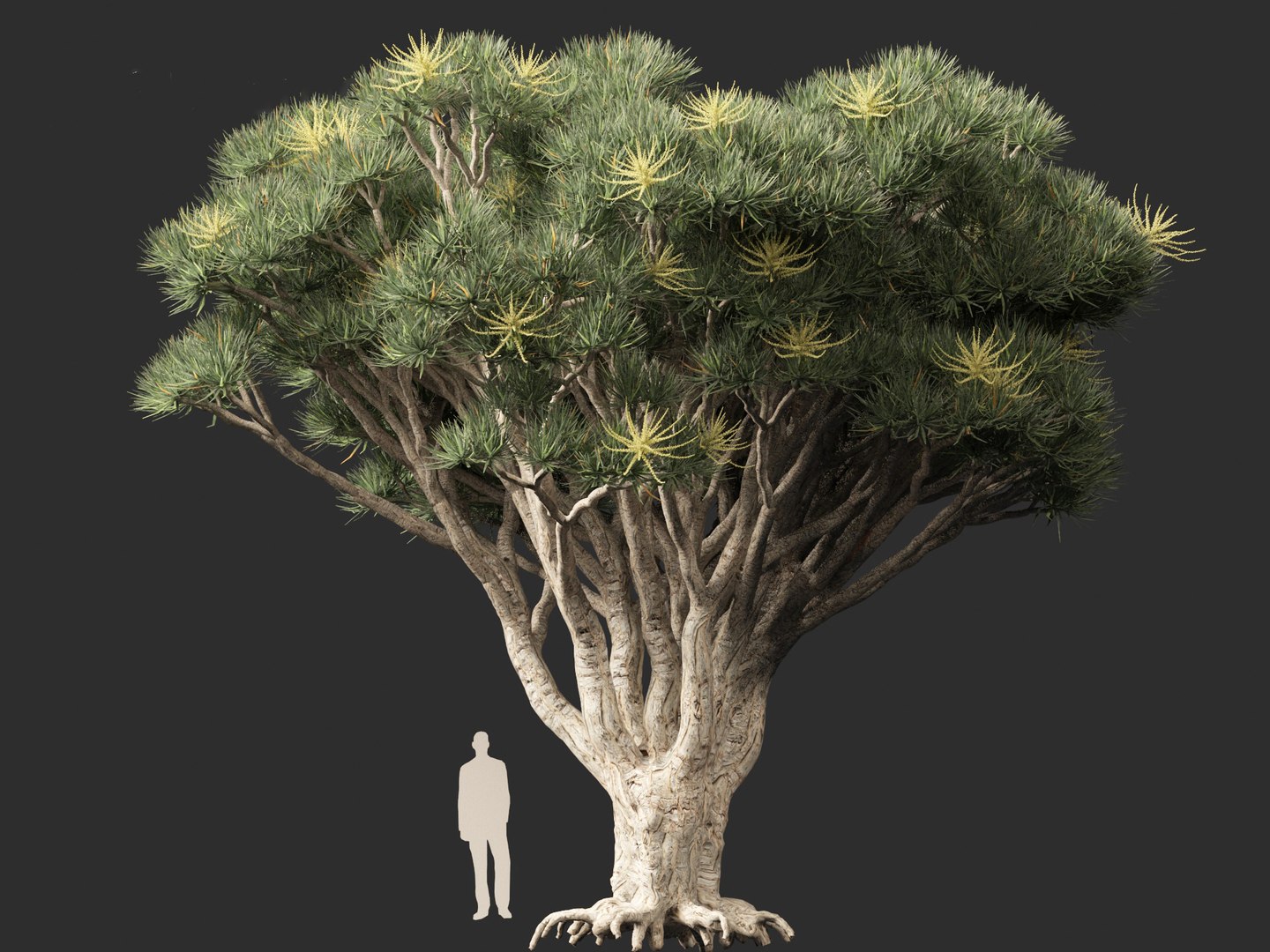 3D Dracaena draco - Dragon tree https://p.turbosquid.com/ts-thumb/Vi/FSYza3/7V/dracaenadraco01_0113/jpg/1694271049/1920x1080/fit_q87/d2d13588c9ef4154f9d7f1e8f01176d3214adb12/dracaenadraco01_0113.jpg