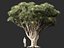 Dracaena draco - Dragon tree