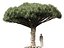 Dracaena draco - Dragon tree