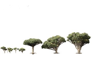 Dracaena draco - Dragon tree