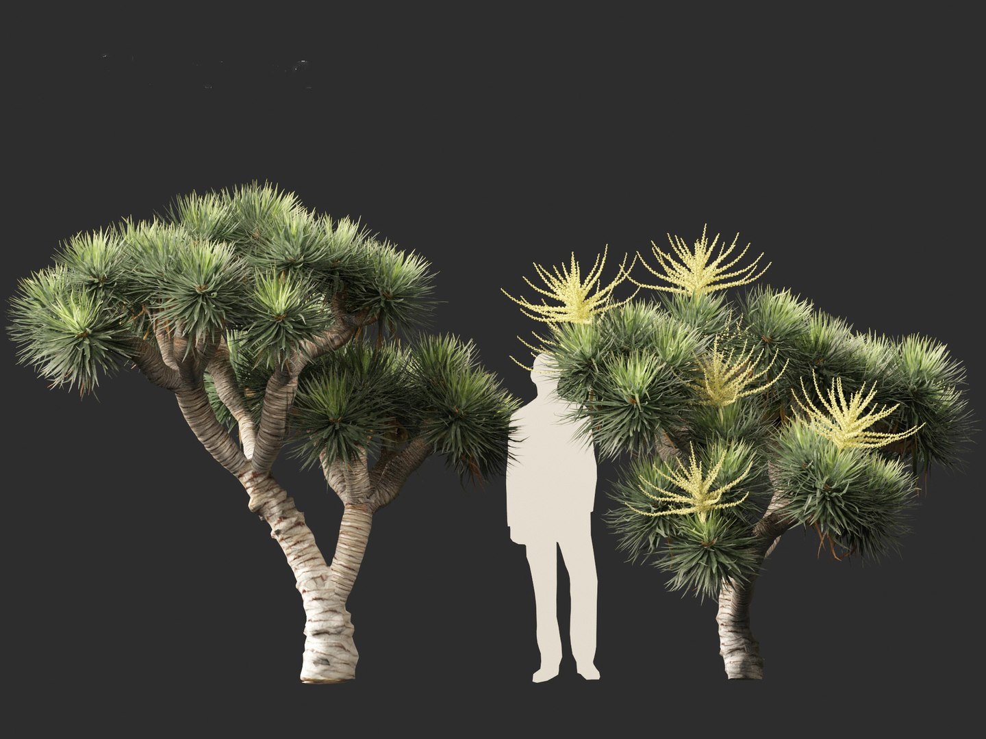 3D Dracaena draco - Dragon tree https://p.turbosquid.com/ts-thumb/Vi/FSYza3/Dd/dracaenadraco01_014/jpg/1694270649/1920x1080/fit_q87/bfebcdd6c1f8e01e1183e0f322a55612606206f4/dracaenadraco01_014.jpg