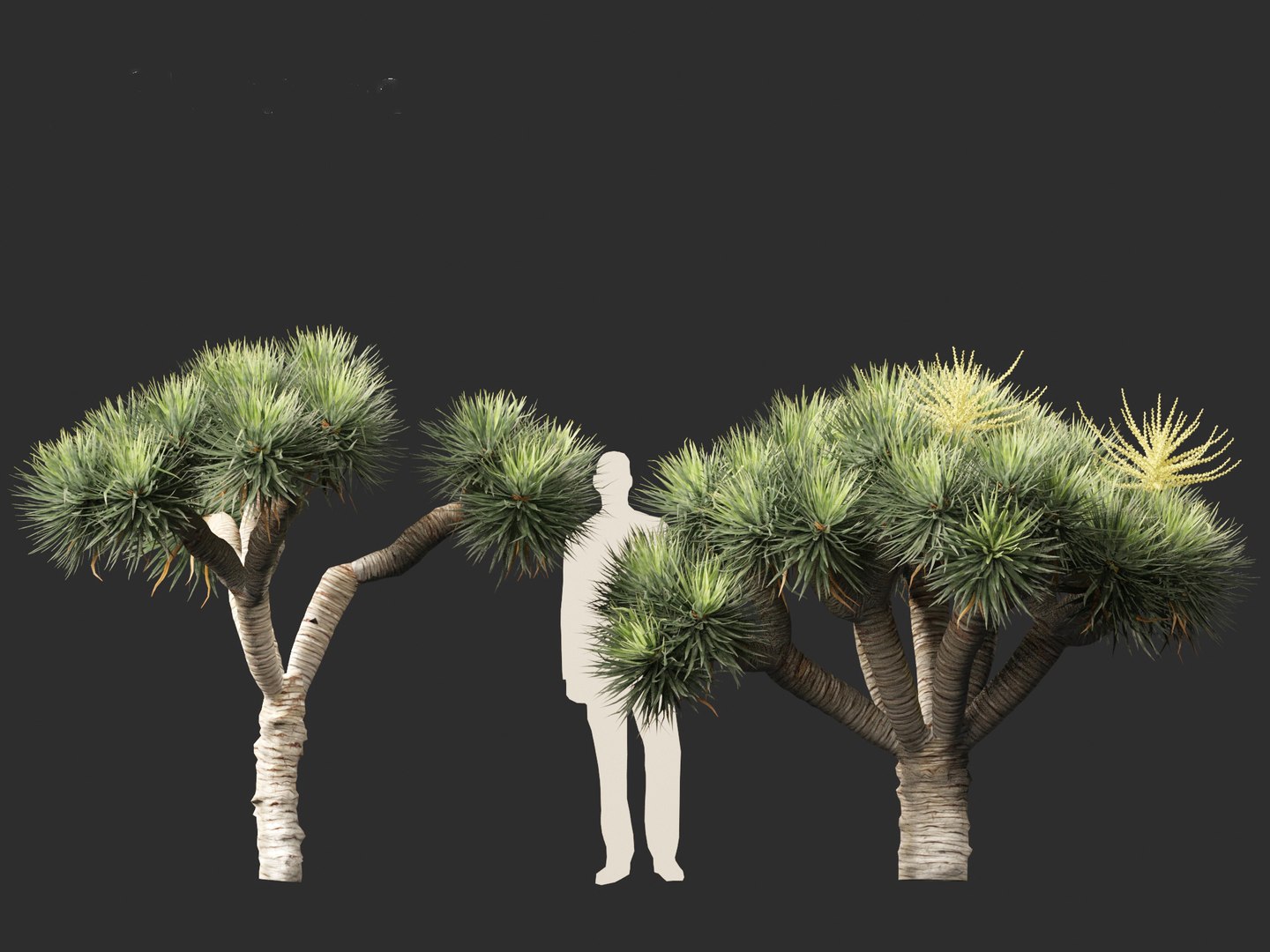 3D Dracaena draco - Dragon tree https://p.turbosquid.com/ts-thumb/Vi/FSYza3/HQ/dracaenadraco01_016/jpg/1694270653/1920x1080/fit_q87/a8d76bcef64167e64a9bad18ce18219900afb75f/dracaenadraco01_016.jpg