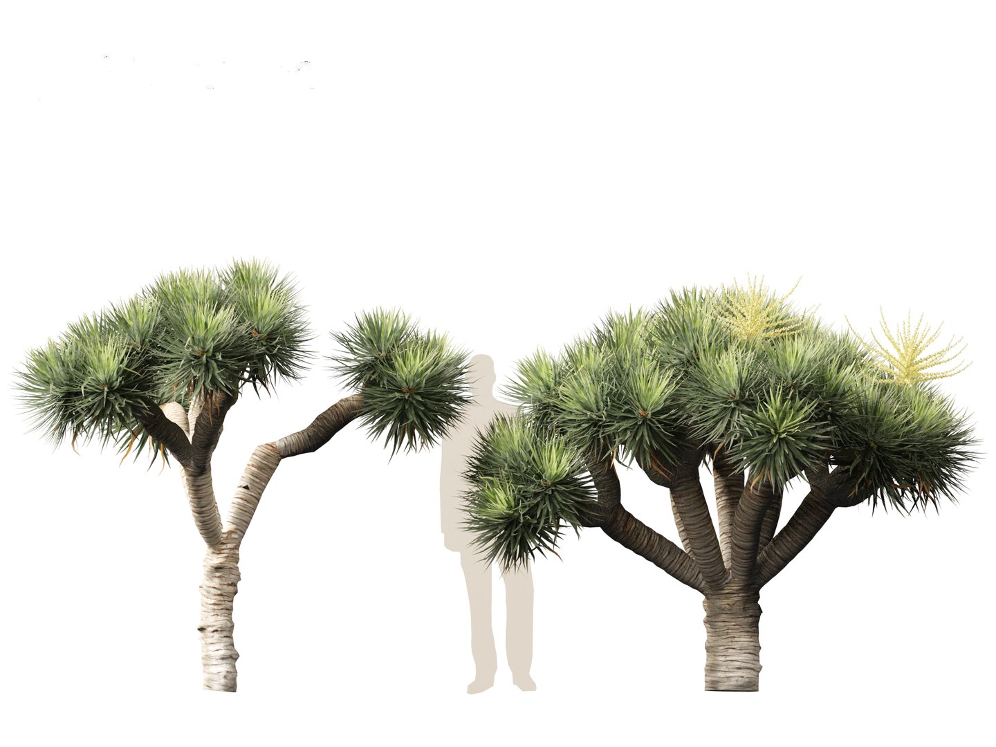 3D Dracaena draco - Dragon tree https://p.turbosquid.com/ts-thumb/Vi/FSYza3/jW/dracaenadraco01_015/jpg/1694270649/1920x1080/fit_q87/105c87bca73f1d7ee2dc183f5ab621bedc2c9715/dracaenadraco01_015.jpg