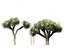 Dracaena draco - Dragon tree