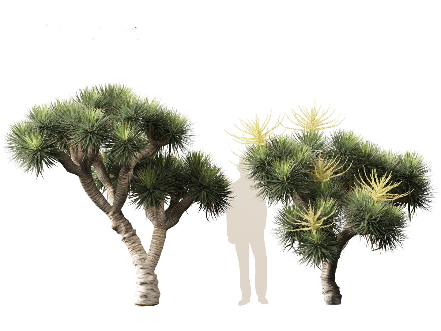 3D Dracaena draco - Dragon tree https://p.turbosquid.com/ts-thumb/Vi/FSYza3/qa/dracaenadraco01_013/jpg/1694270649/1920x1080/fit_q87/3ee45c46bf1422571166eb9099307e1cac372b54/dracaenadraco01_013.jpg