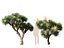 Dracaena draco - Dragon tree