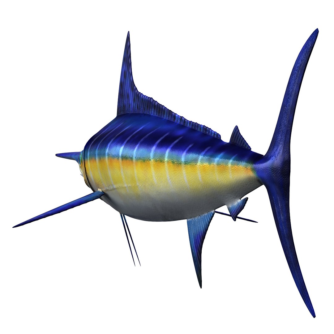 3ds Max Marlin Fish