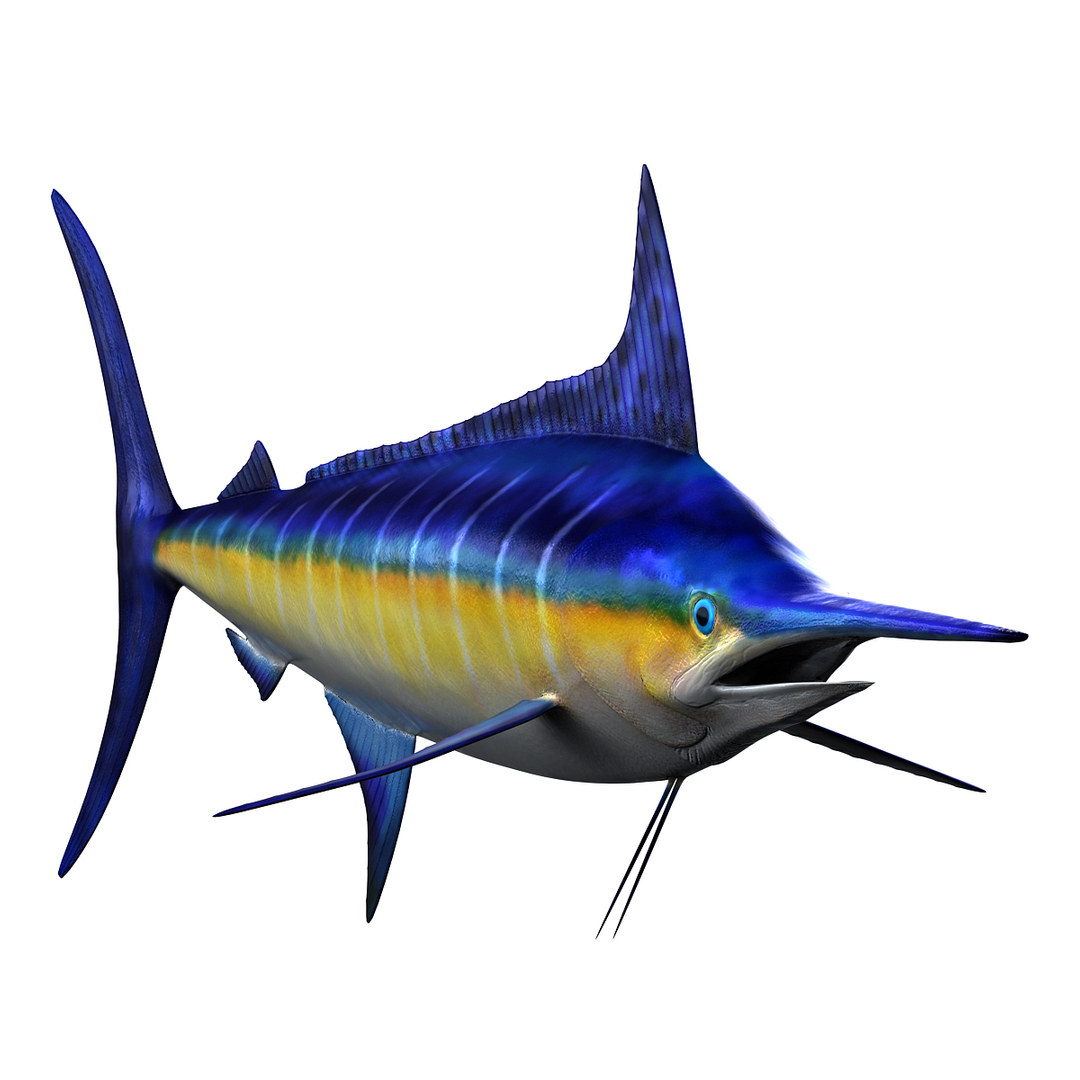 3ds max marlin fish