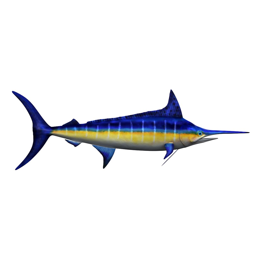 3ds Max Marlin Fish