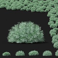 Artemisia schmidtiana