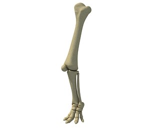3D animal leg model
