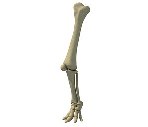 Animal Leg Bones