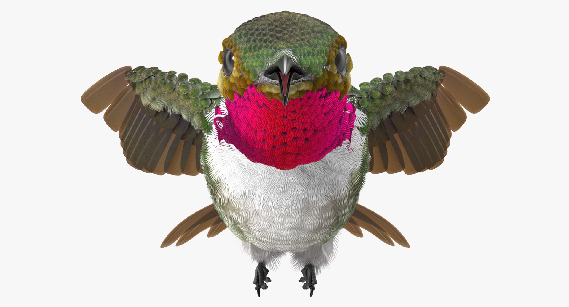 3D model broad tailed hummingbird rigged https://p.turbosquid.com/ts-thumb/Vi/he7mIz/EZwCzwik/broadtailedhummingbirdrigged3dsmodel008/jpg/1490612857/1920x1080/fit_q87/1c16b4c9c6786dc55c9f5c6486133a67d012f842/broadtailedhummingbirdrigged3dsmodel008.jpg