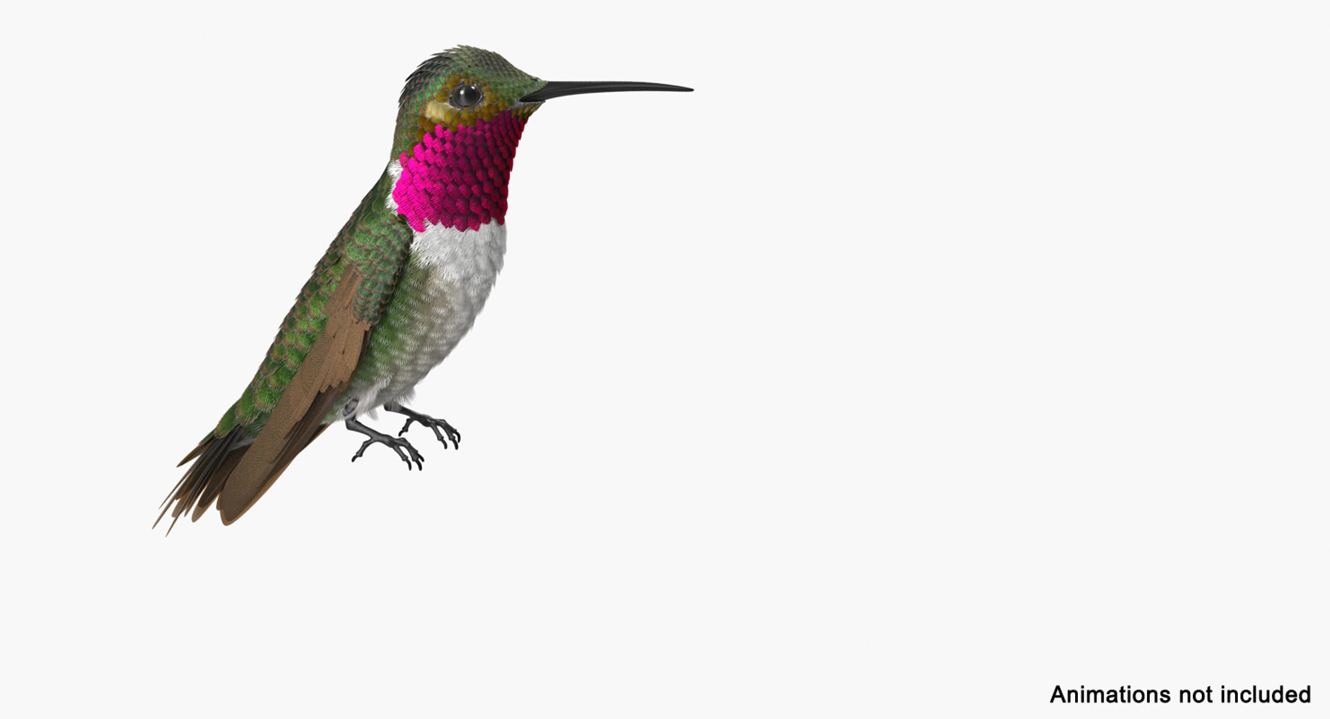 3D model broad tailed hummingbird rigged https://p.turbosquid.com/ts-thumb/Vi/he7mIz/OjFRhozY/broad_tailed_hummingbird_rigged_362/jpg/1490613181/1920x1080/turn_fit_q99/3f420962ec8515f302947a3fc4e1efab1e7196eb/broad_tailed_hummingbird_rigged_362-1.jpg
