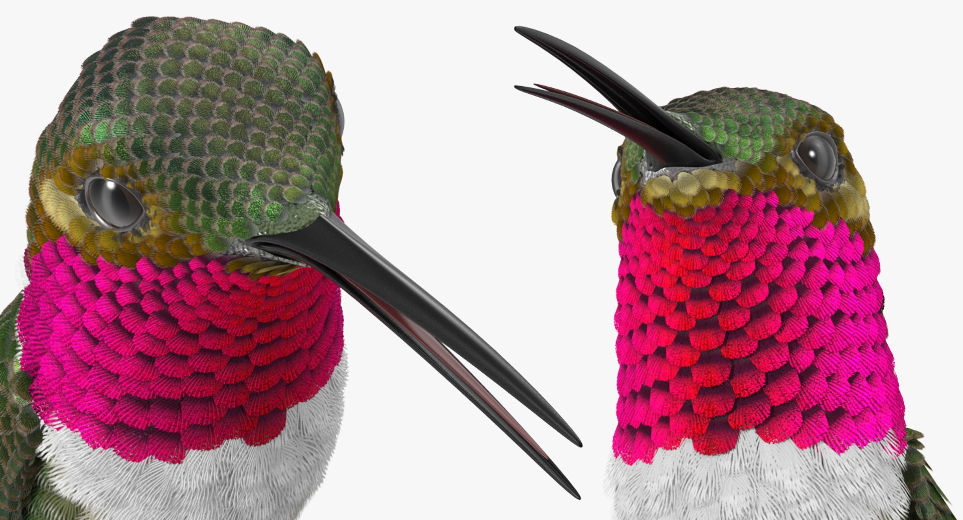 3D model broad tailed hummingbird rigged https://p.turbosquid.com/ts-thumb/Vi/he7mIz/R67CNH2w/broadtailedhummingbirdrigged3dsmodel012/jpg/1490612857/1920x1080/fit_q87/9a4f99cf6e2c44263baaf4934b4b9b0096432bd5/broadtailedhummingbirdrigged3dsmodel012.jpg