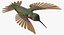 Broad Tailed Hummingbird Rigged for Maya