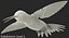Broad Tailed Hummingbird Rigged for Maya