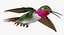 Broad Tailed Hummingbird Rigged for Maya