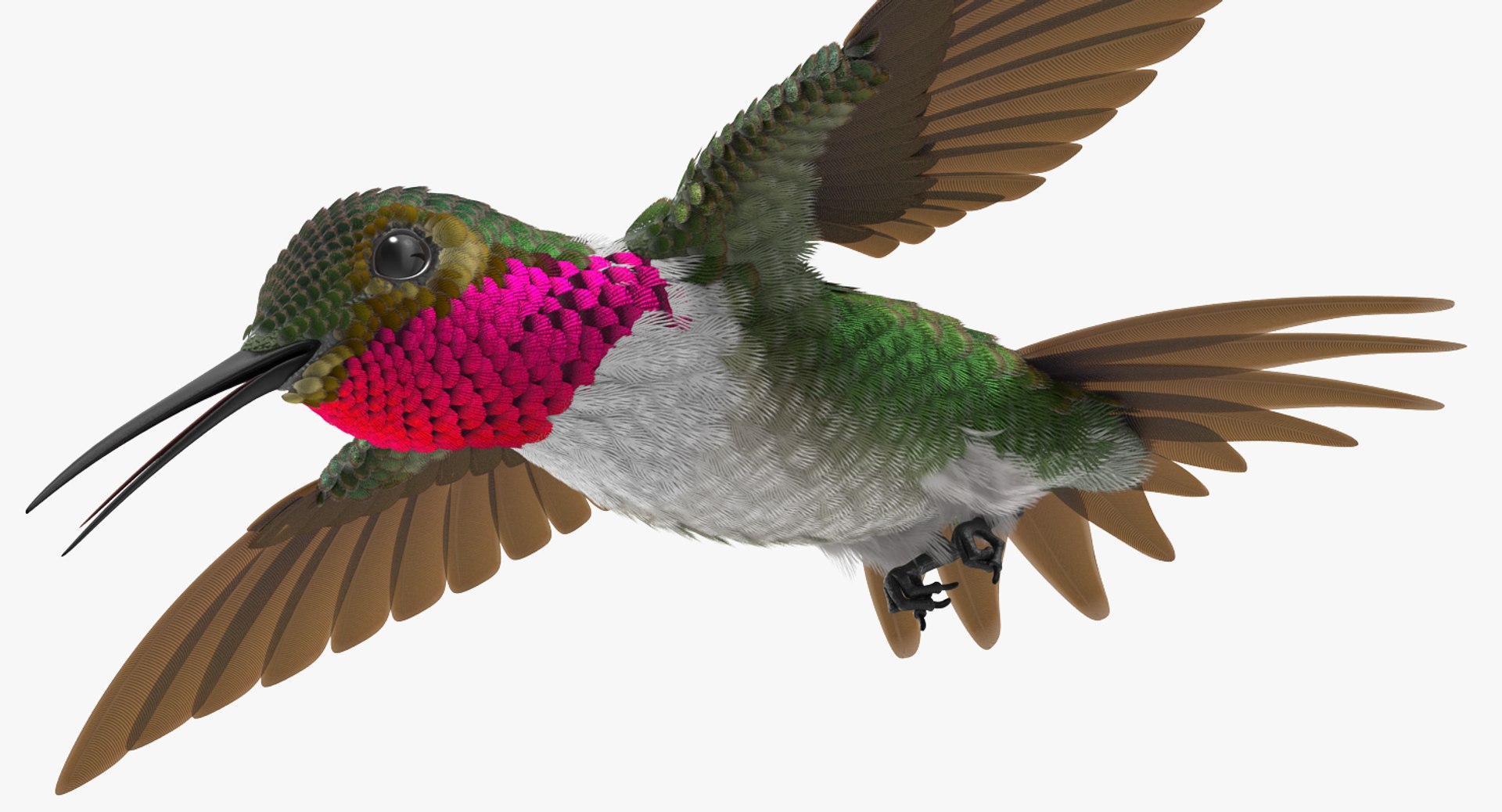 3D model broad tailed hummingbird rigged https://p.turbosquid.com/ts-thumb/Vi/he7mIz/eWXjWiaJ/broadtailedhummingbirdrigged3dsmodel003/jpg/1490612857/1920x1080/fit_q87/96f68c34cbbf359eb2befd98a6c45a05dd4f12ec/broadtailedhummingbirdrigged3dsmodel003.jpg