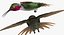 Broad Tailed Hummingbird Rigged for Maya