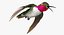 Broad Tailed Hummingbird Rigged for Maya