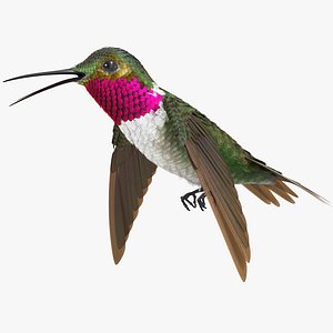 3D model broad tailed hummingbird rigged