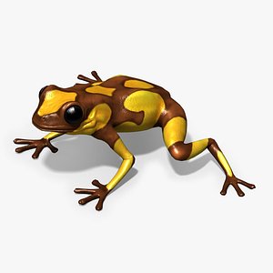 3D Harlequin Poison Dart Frog model