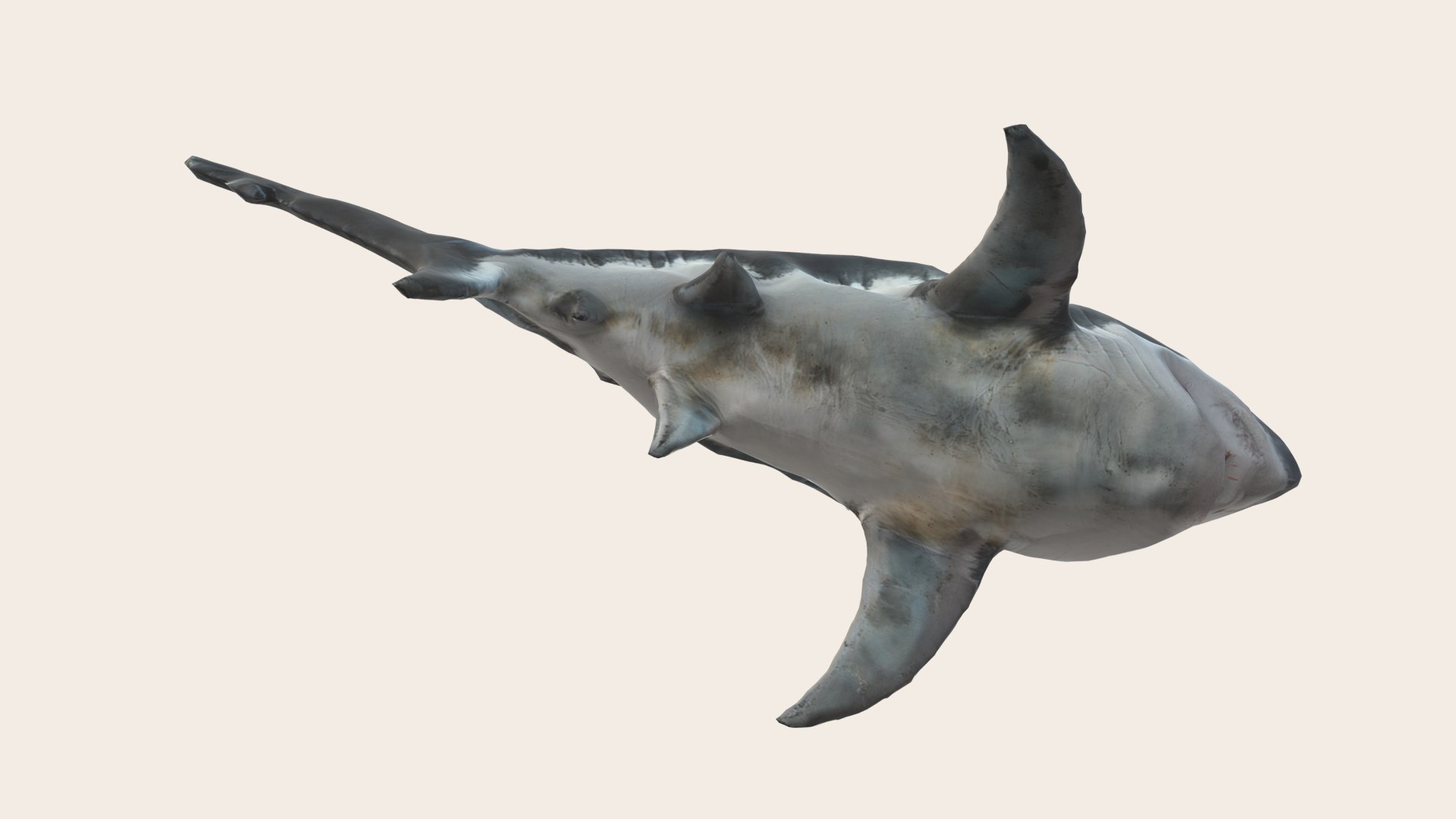 3D Great White Shark - TurboSquid 2231899