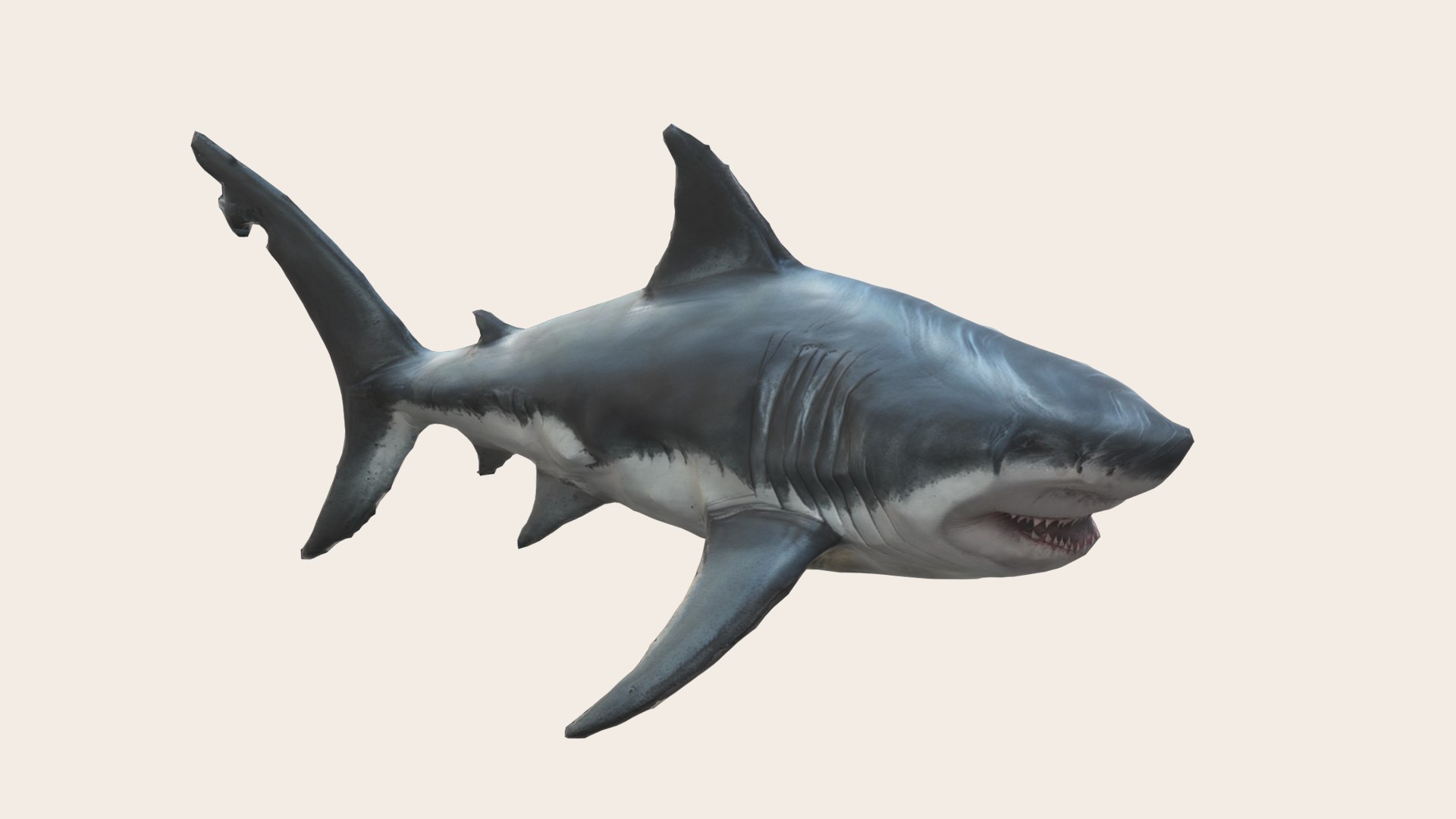 3D Great White Shark - TurboSquid 2231899