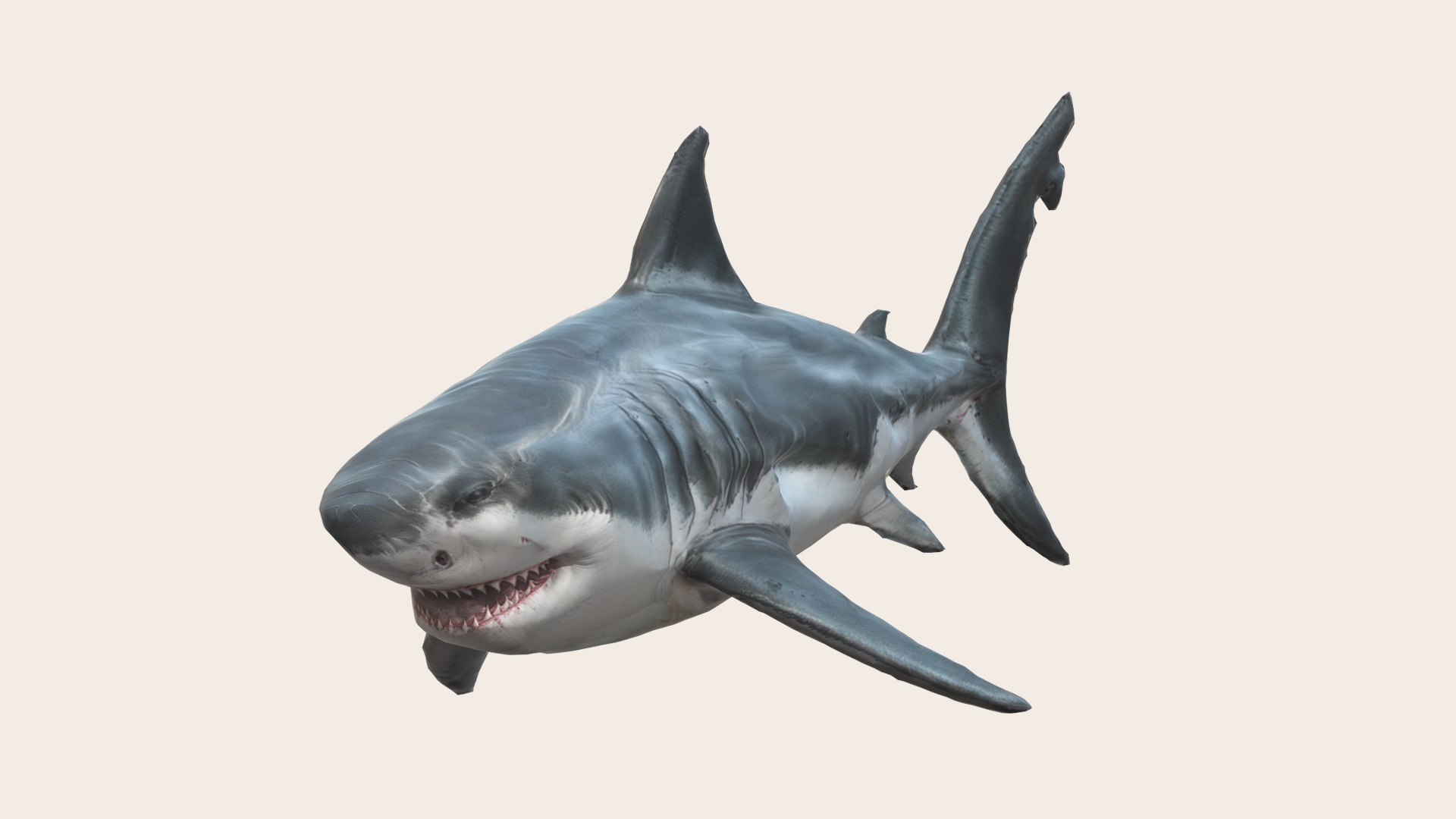 3D Great White Shark - TurboSquid 2231899