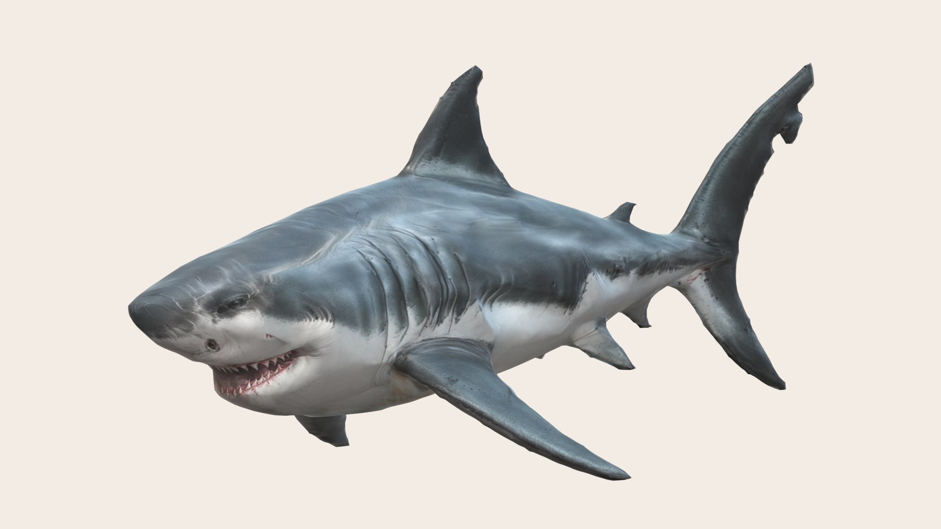 3D Great White Shark - TurboSquid 2231899