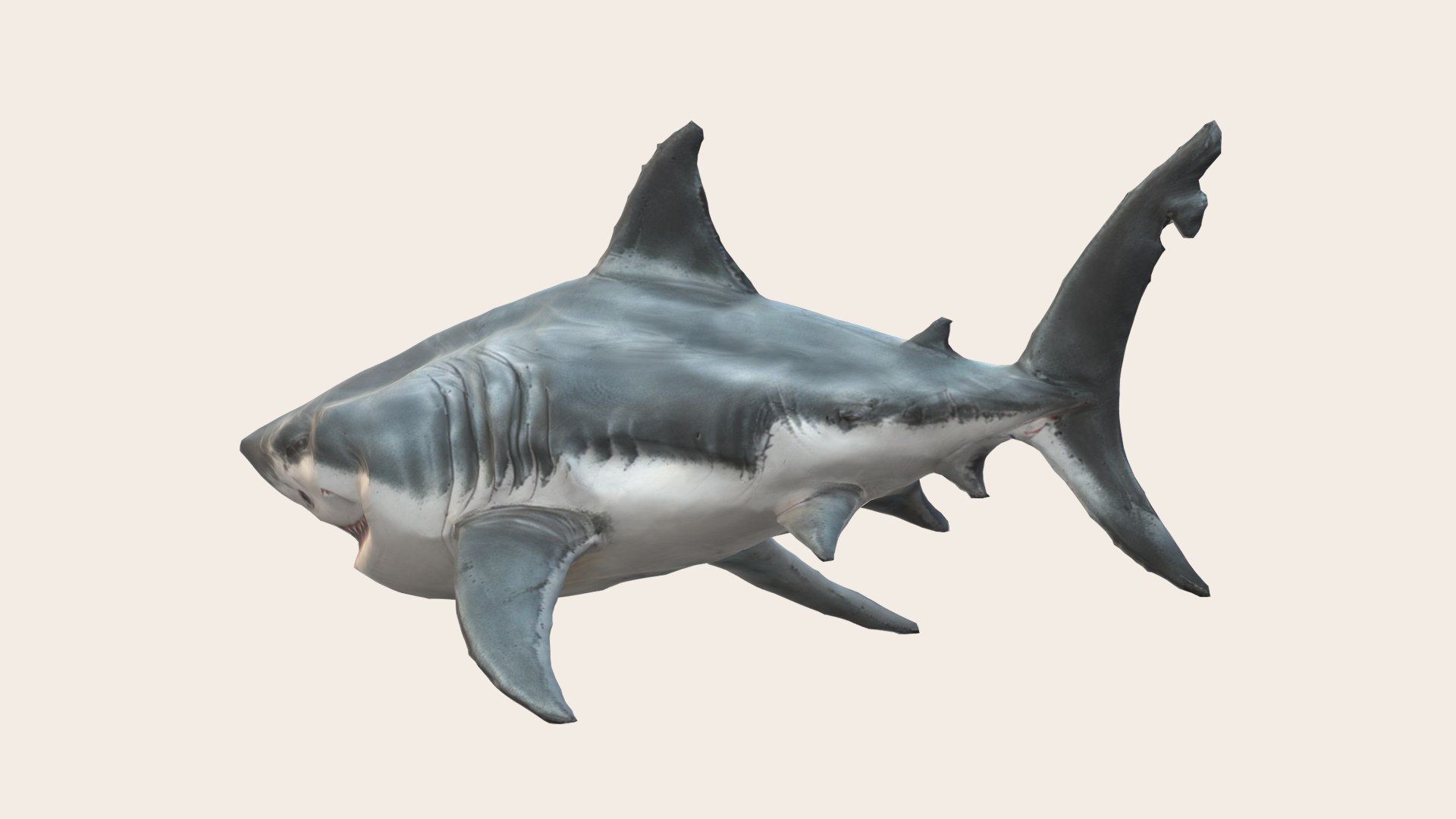 3D Great White Shark - TurboSquid 2231899