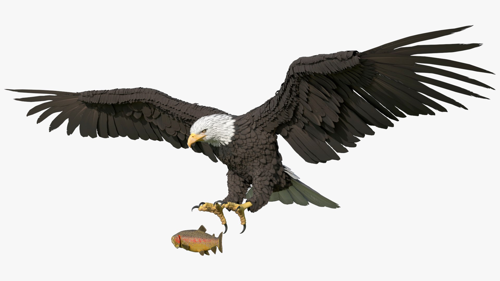 Bald Eagle Hunting Flight Animated Rigged For Blender