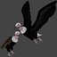 Two different version of vulture flying and sitting bird collection rigged and low poly