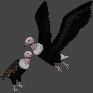 Two different version of vulture flying and sitting bird collection rigged and low poly