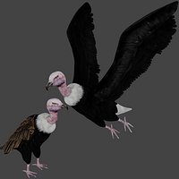 Two different version of vulture flying and sitting bird collection rigged and low poly