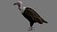 Two different version of vulture flying and sitting bird collection rigged and low poly