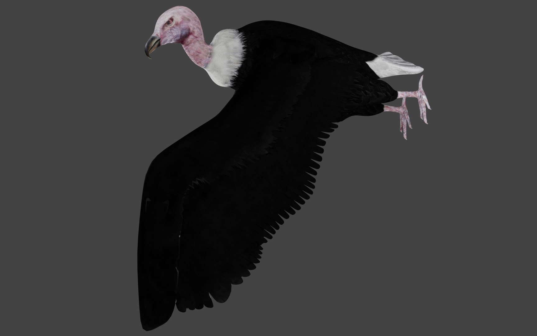 different version vulture 3D https://p.turbosquid.com/ts-thumb/Vi/xefLck/Yw/b4/jpg/1609007986/1920x1080/fit_q87/a54242d3b261b27e127eb39e4bcff24eb3c0b4b6/b4.jpg
