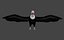 Two different version of vulture flying and sitting bird collection rigged and low poly