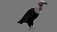 Two different version of vulture flying and sitting bird collection rigged and low poly