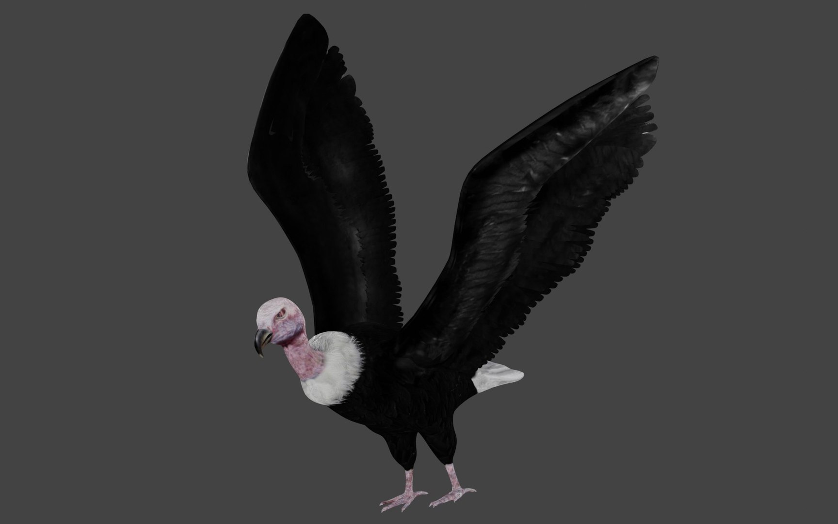 different version vulture 3D https://p.turbosquid.com/ts-thumb/Vi/xefLck/tr/b3/jpg/1609007986/1920x1080/fit_q87/ab5e76b99c8f78161624180b944a28b5cd65c4c8/b3.jpg