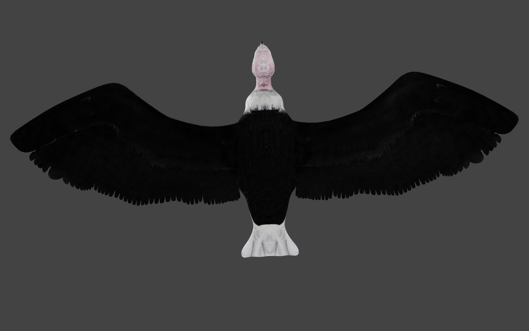 different version vulture 3D https://p.turbosquid.com/ts-thumb/Vi/xefLck/vD/b5/jpg/1609007986/1920x1080/fit_q87/f53ff2875a87bcf7c7ccf43b2646522a0f0707b8/b5.jpg