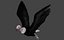 Two different version of vulture flying and sitting bird collection rigged and low poly