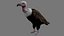 Two different version of vulture flying and sitting bird collection rigged and low poly