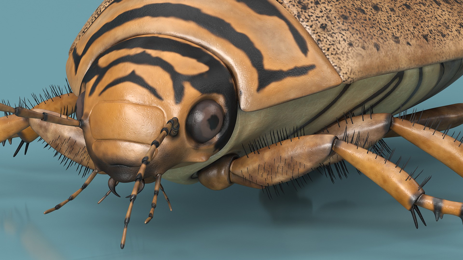 Water Beetle Beige 3D model https://p.turbosquid.com/ts-thumb/Vi/ypCKqD/4b/waterbeetlebeigevray3dmodel013/jpg/1718270626/1920x1080/fit_q87/2028667563c850b98a50aabc5a7c5c5cf0a961b7/waterbeetlebeigevray3dmodel013.jpg
