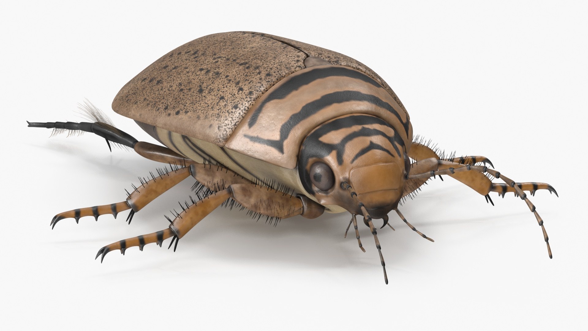 Water Beetle Beige 3D model https://p.turbosquid.com/ts-thumb/Vi/ypCKqD/5N/waterbeetlebeigevray3dmodel014/jpg/1718270629/1920x1080/fit_q87/cd3cbb69140560bbee09501108700a617e31ffa8/waterbeetlebeigevray3dmodel014.jpg