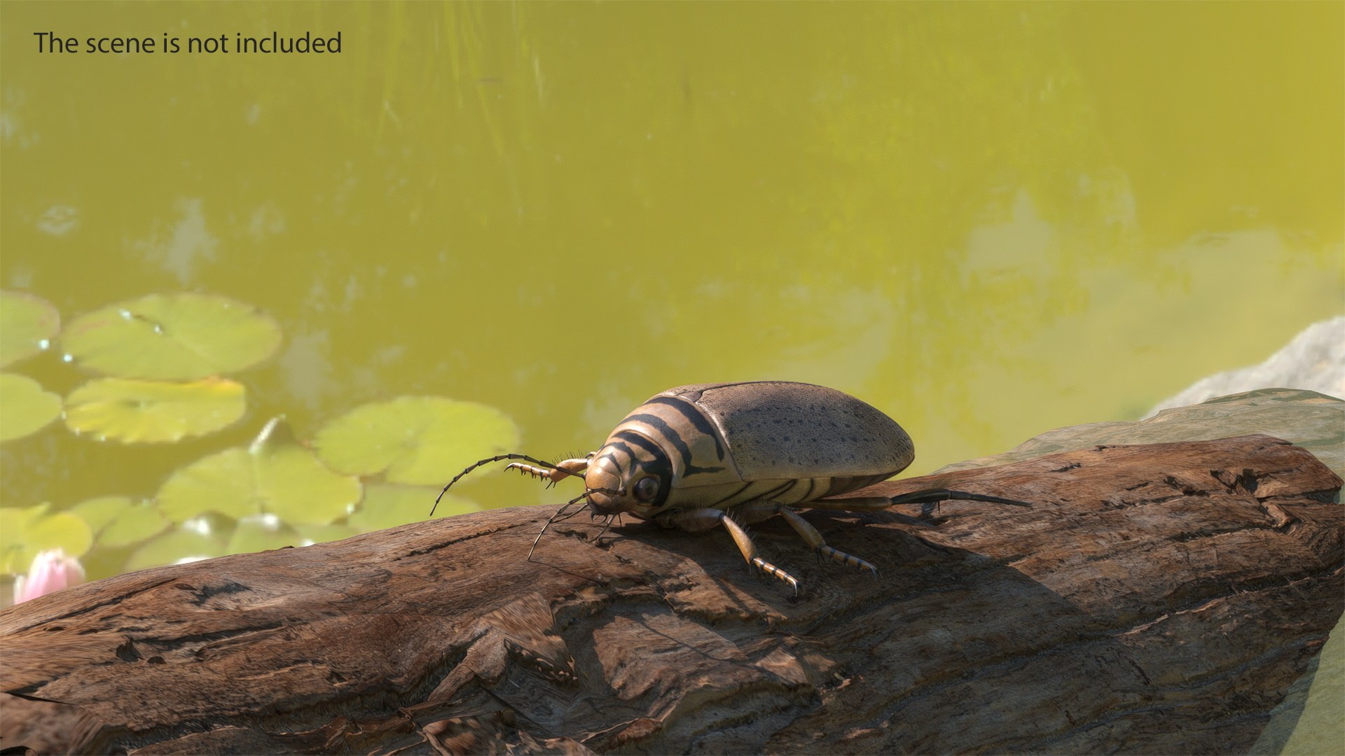 Water Beetle Beige 3D model https://p.turbosquid.com/ts-thumb/Vi/ypCKqD/78/waterbeetlebeigevray3dmodel006/jpg/1718270612/1920x1080/fit_q87/d82f3a3a173e16b79f3e9919876978367ca02724/waterbeetlebeigevray3dmodel006.jpg