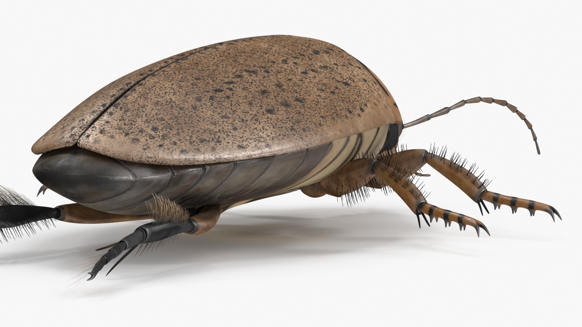 Water Beetle Beige 3D model https://p.turbosquid.com/ts-thumb/Vi/ypCKqD/IV/waterbeetlebeigevray3dmodel020/jpg/1718270648/1920x1080/fit_q87/771267f12cb50fc1691914779bcdc9fc41f6aa95/waterbeetlebeigevray3dmodel020.jpg