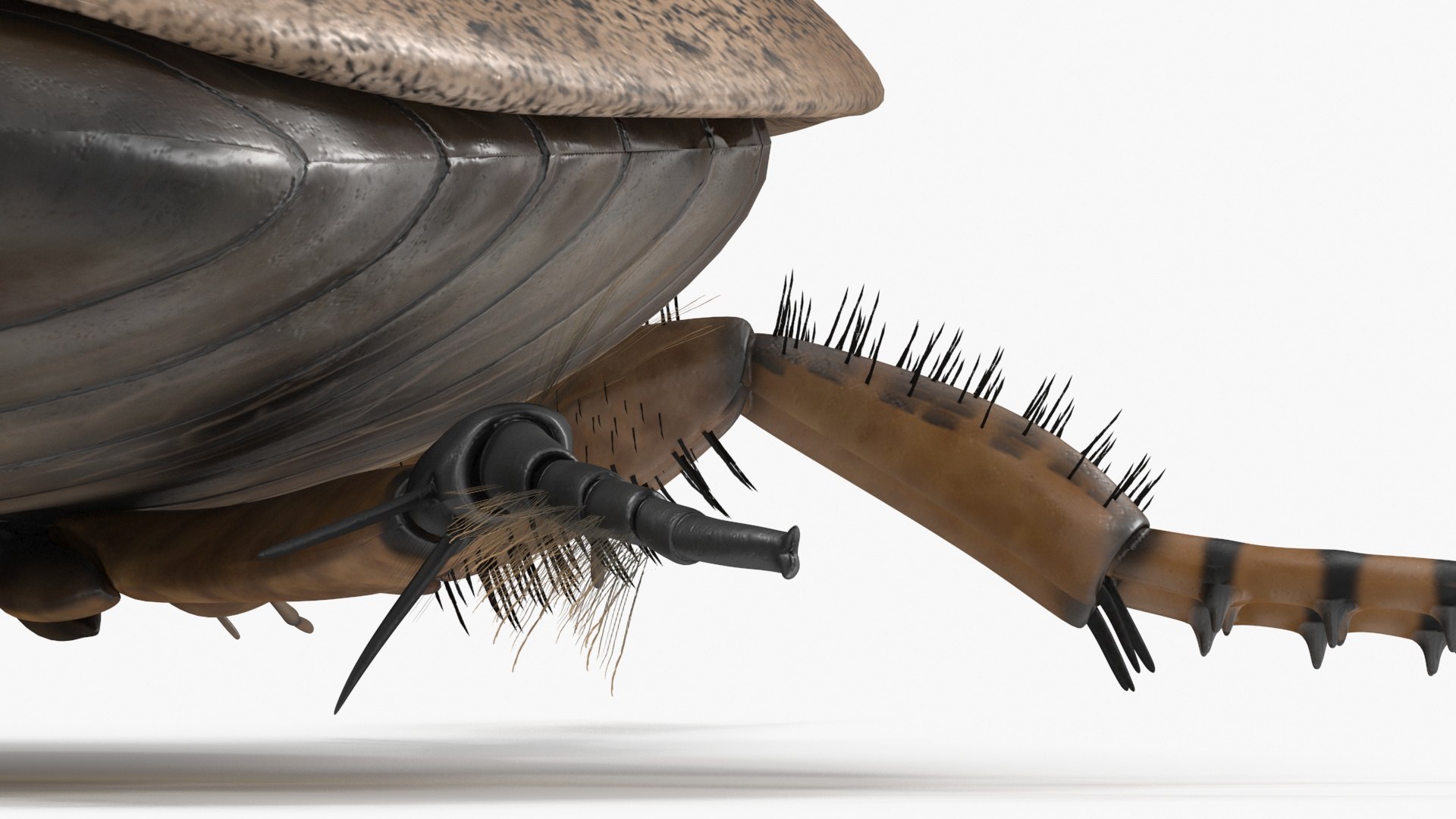 Water Beetle Beige 3D model https://p.turbosquid.com/ts-thumb/Vi/ypCKqD/Ia/waterbeetlebeigevray3dmodel023/jpg/1718270658/1920x1080/fit_q87/2388f9fc93a4a0ec47885915f46e5059ad038016/waterbeetlebeigevray3dmodel023.jpg